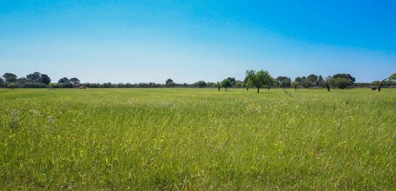 Rustic estate near Cala Pí — 136,400 m², Llucmajor area, 10 min from the coast — photo 10