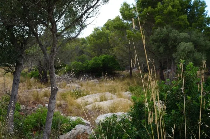 Plot for sale in Valldemossa — photo 1