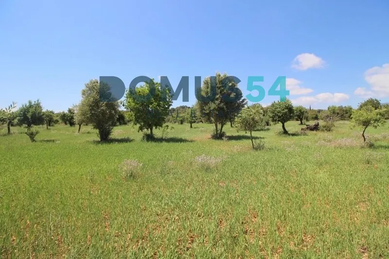 plot in Campanet — photo 2