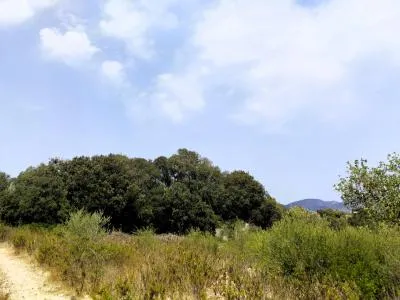 Rustic Land - Sant Llorenç des Cardassar, Plot Surface 3500m², Distance to the Sea 12 Km — photo 5