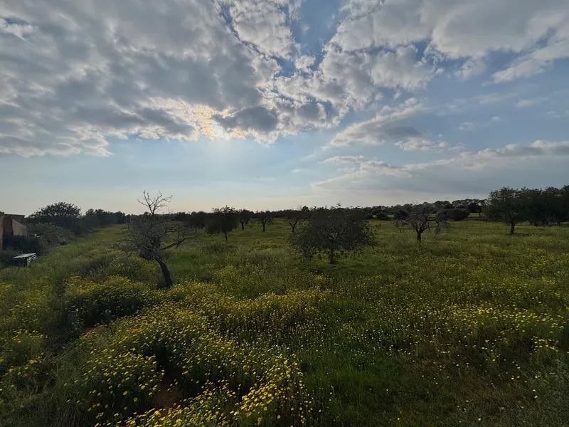 Rustic Estate in Llucmajor – Cala Pi — photo 10