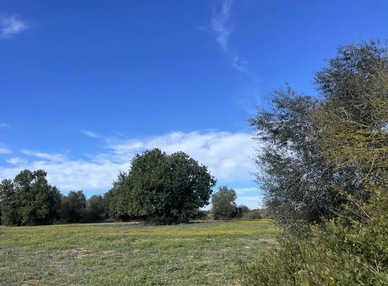 Plot in a charming location, Campos – Son Mesquida — photo 5