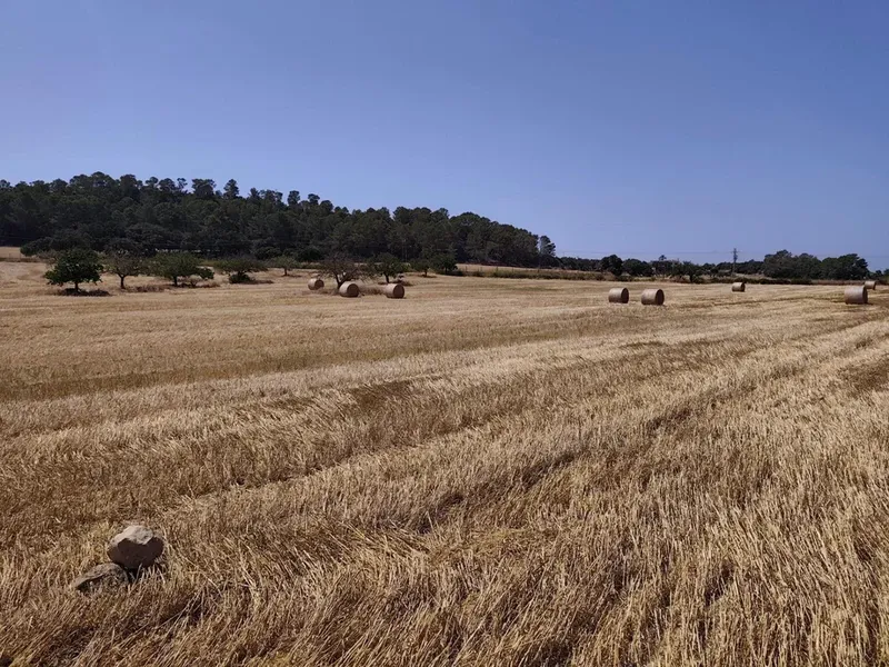 Land in Porreres, Mallorca — photo 2