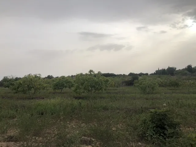 Beautiful plot land with open views on the outskirts of Ariany — photo 4