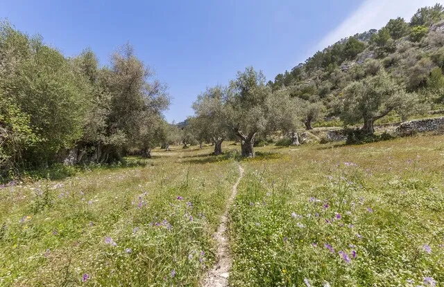 Investment oportunity to reform old finca in the Serra de Tramuntana between Alaro and Orient, Mallorca — photo 10