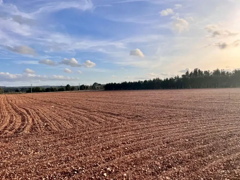 Rustic estate for sale, between Llubí and Muro, about 39,000 m2 of land, with several constructions, a large safareig, an agricultural warehouse and — photo 4