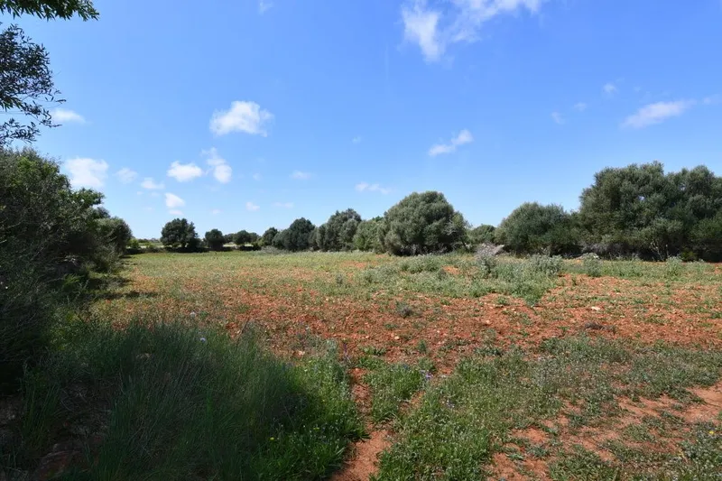 Plot with basic project, electricity and water just 900 meters from Santanyi — photo 3