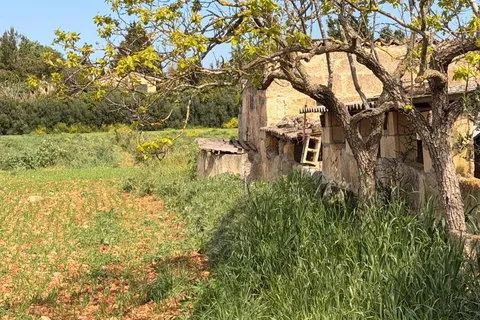 Land in Llubi, Mallorca — photo 10