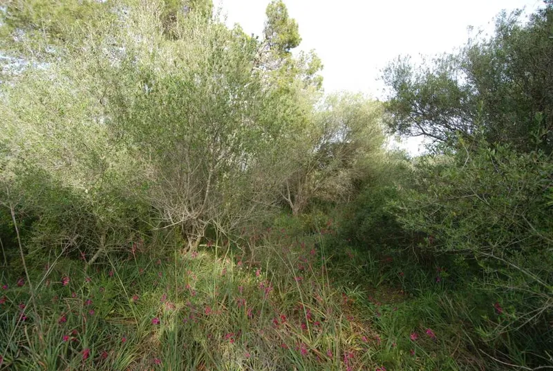 Sunny urban plot a few minutes from the beach of Cala Santanyi — photo 2