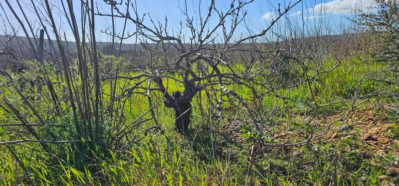 Plot in Santa Maria — photo 1