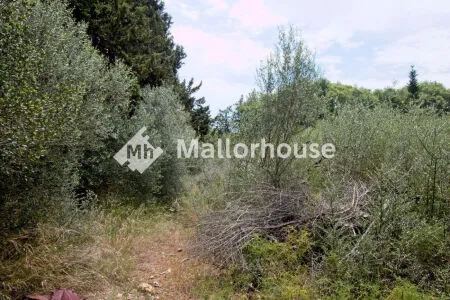 Rustic property - Muro (Centro), Built Surface 1 m², Plot Surface 8000 m² — photo 5