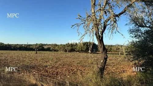 Building plot with a good location in Vilafranca de Bonany — photo 1