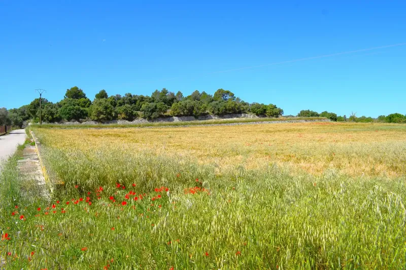 Set of plots totaling 14,100m2 with possibility of building a house in Muro in a quiet area with clear views of the Serra de Tramuntana — photo 5