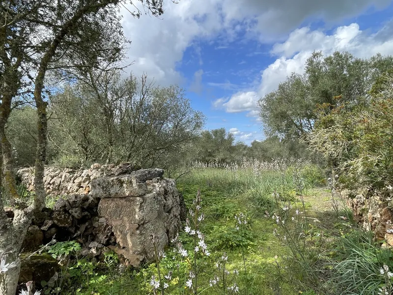 Rustic finca for full renovation with distant views of the Sierra de Tramuntana, Campos — photo 12