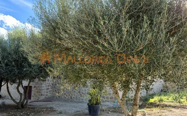 Charming finca near the Rafa Nadal School – Manacor — photo 11