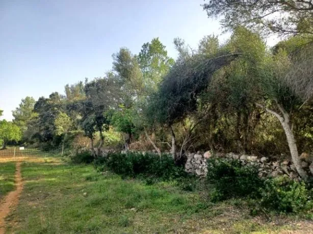 Plot in Felanitx — photo 12