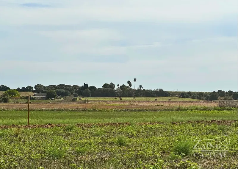 Rustic plot with building project in Vilafranca de Bonany — photo 12