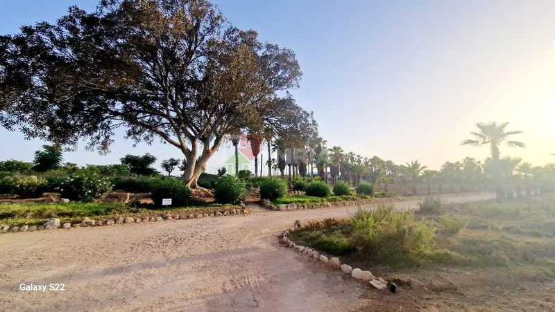 Plot for sale – Ses Salines (Mallorca) — photo 12