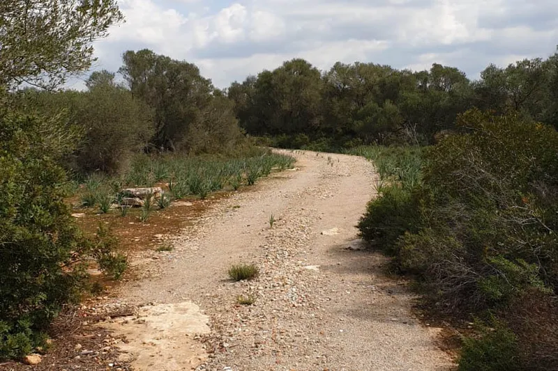 Plot in Llucmajor - View of the trees — photo 5