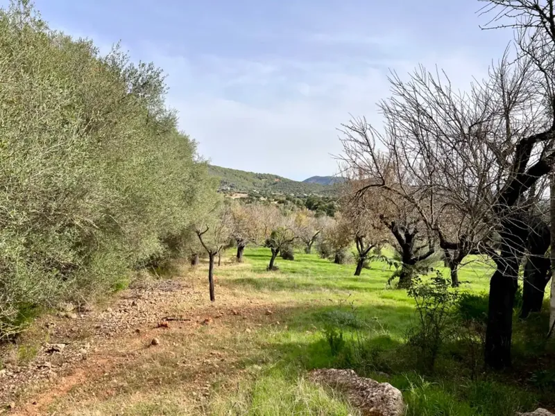 Finca with project in Campanet, near 17,400 m2 of land, with views of the Serra de Tramontana and the area of the Caves of Campanet — photo 7