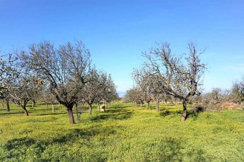 Rural or Farmhouse in Colònia de Sant Pere, Province of Balearic Islands — photo 10