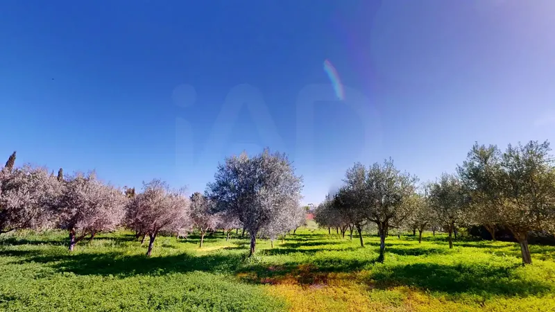 Legal with Habitability Certificate Rustic Property Palma-Establiments — photo 6