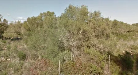 Urban plot of land - Llucmajor (Llucmajor (Campo)), plot surface 302.67m2 — photo 7