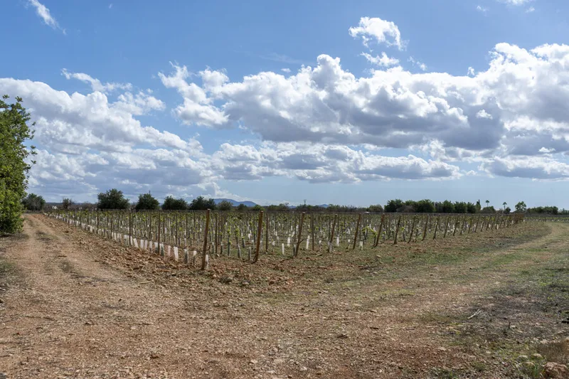 Exceptional Vineyard Plot with Approved License for Luxury Villa Construction — photo 7
