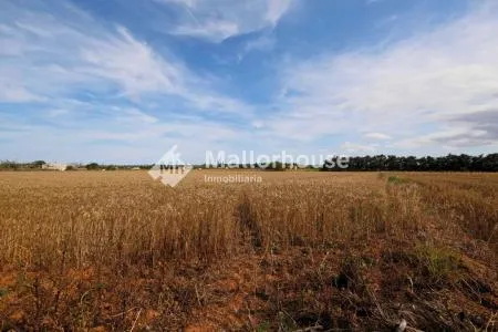 Urbanizable land - Muro (Son Serra), Plot Surface 15,324 m² — photo 8
