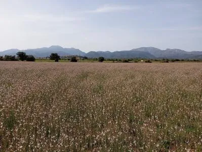 Plot of land - Sa Pobla, plot surface 80378m². — photo 1