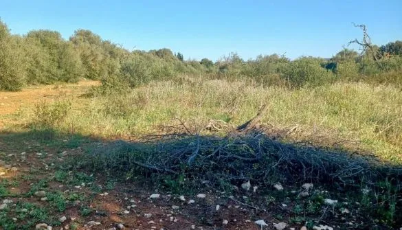 Plot in Felanitx — photo 8
