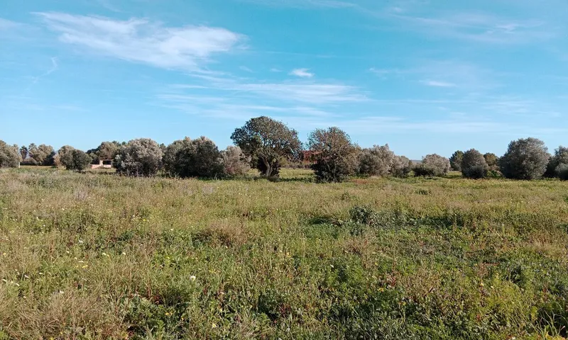 Large Country Plot near Campos — photo 4