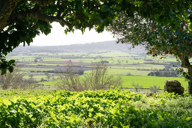 Don't miss the opportunity to visit one of the most outstanding estates in the municipality of Sineu. This property extends over approximately — photo 9