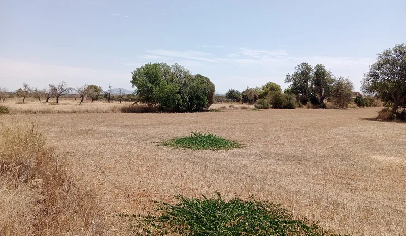 Mallorca 41k m² Estate with Approved Plans in Santanyi: Complete Package — photo 1