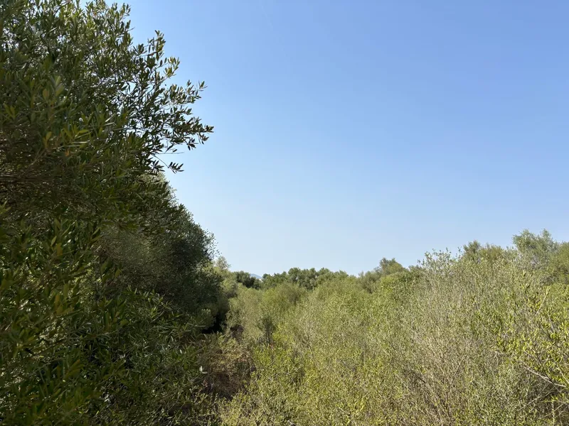 Plot in Felanitx — photo 10