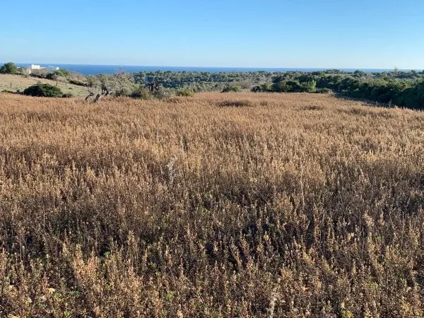 Plot with existing building permit for a finca offering sea views in Espinagrar — photo 1