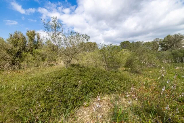 Spacious plot of land for sale in tranquil Algaida, central Mallorca — photo 8