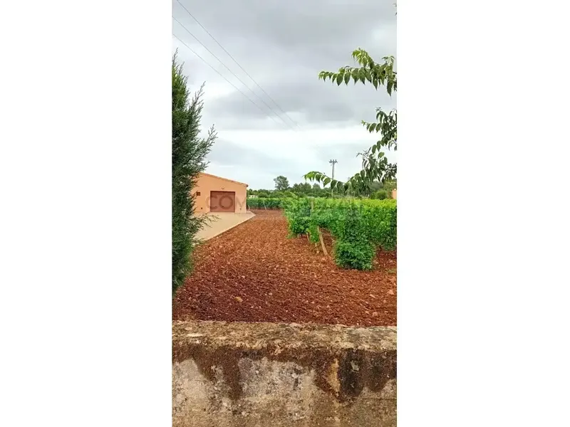 Charming winery with its own production located on a 13,599 m² rustic estate in Costitx, in the very heart of Mallorca. Surrounded by a p — photo 6