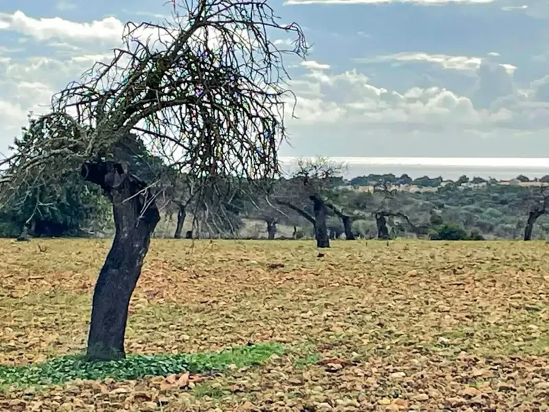 finca in Manacor — photo 9