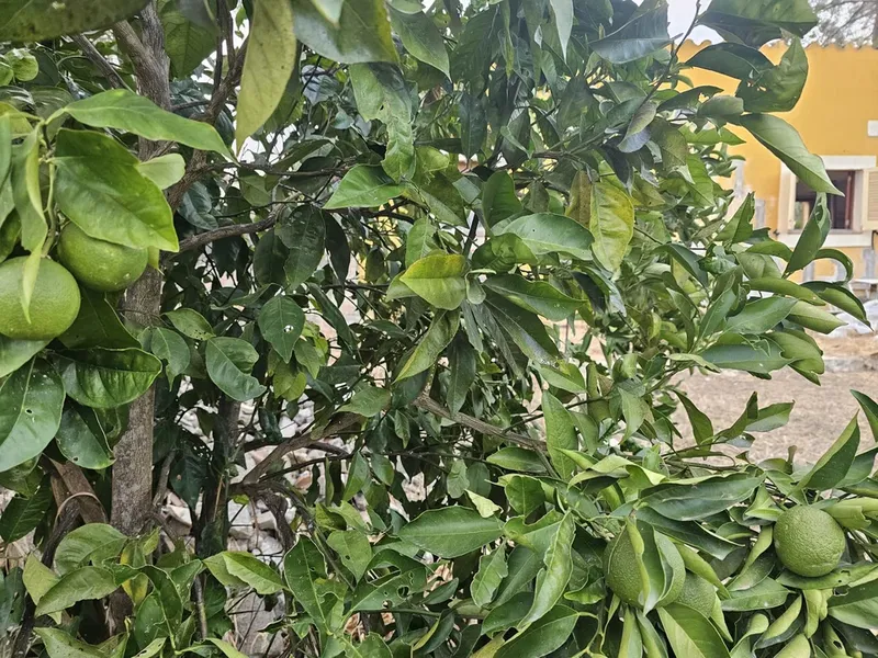 Finca in Sa Pobla, Mallorca — photo 4