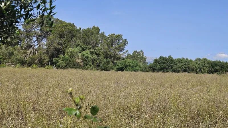 Rustic estate of 6,876 m2 in Muro — photo 6