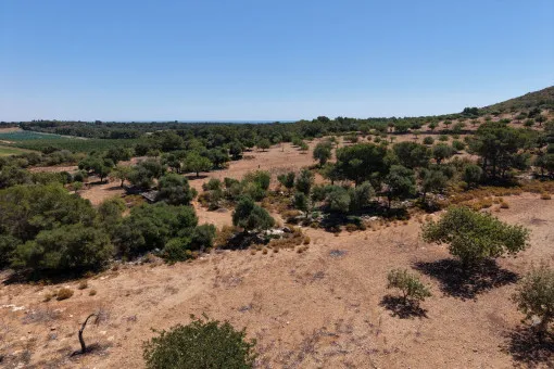 Cala Mandia, great building plot with recently granted building permit near Cala Mandia — photo 5