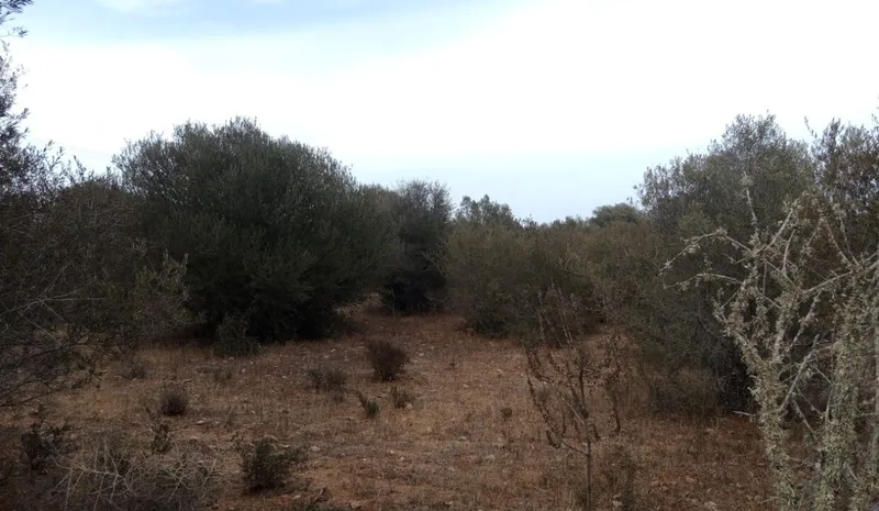 Ultimate rustic plot in Ses Salines, Mallorca for sale — photo 7