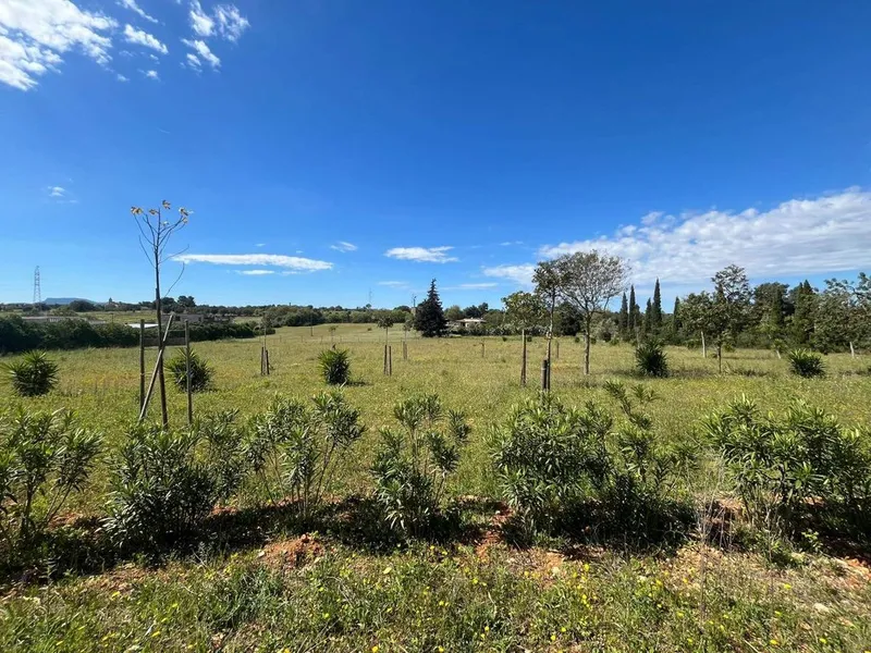 Land in Sencelles, Province of Balearic Islands — photo 11