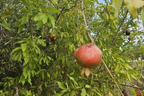 Finca in Sa Pobla, Mallorca — photo 10
