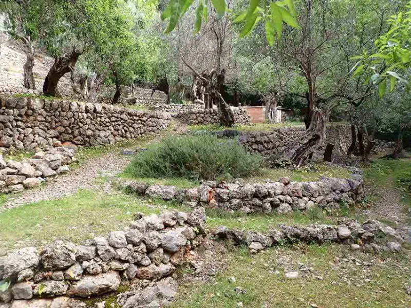 Nice olive grove with porch in Fornalutx — photo 4