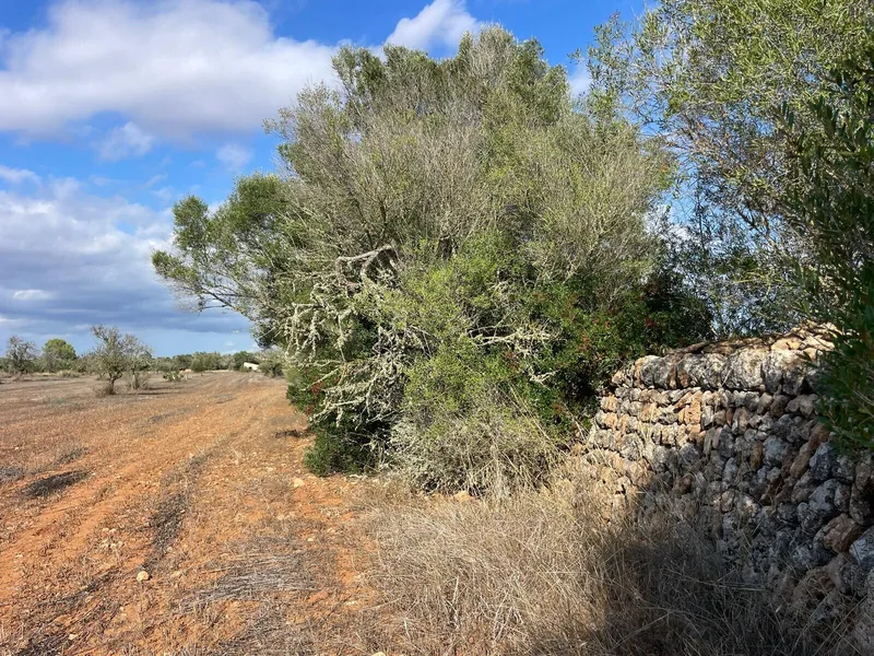Buildable plot in a quiet area between Campos and Sa Ràpita — photo 6