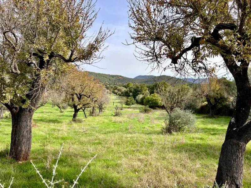 Finca with project in Campanet, near 17,400 m2 of land, with views of the Serra de Tramontana and the area of the Caves of Campanet — photo 12