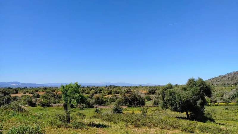 Land in Felanitx, Province of Balearic Islands — photo 7