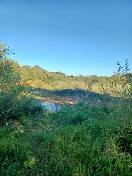 Plot in Felanitx — photo 10